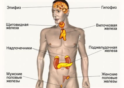 Glandele de secreție internă a tabletelor și funcțiilor hormonilor umani