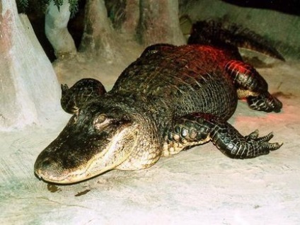 Animale de la grădina zoologică din Moscova, titlu, fotografie