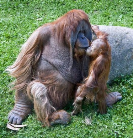 Animale de la grădina zoologică din Moscova, titlu, fotografie