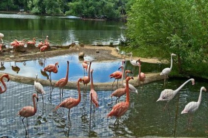 Animale de la grădina zoologică din Moscova, titlu, fotografie