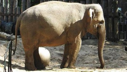 Animale de la grădina zoologică din Moscova, titlu, fotografie