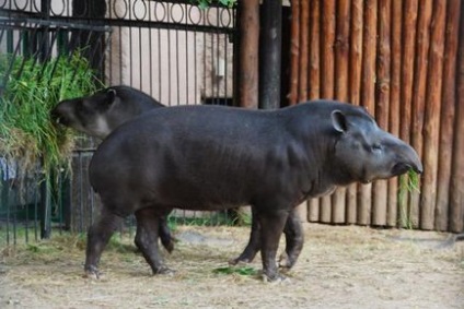 Animale de la grădina zoologică din Moscova, titlu, fotografie