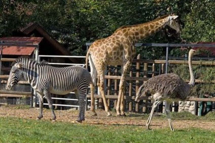 Animale de la grădina zoologică din Moscova, titlu, fotografie