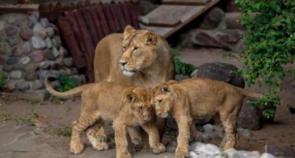 Animale de la grădina zoologică din Moscova, titlu, fotografie