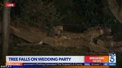 O tragedie teribilă în timpul ceremoniei de nuntă un copac uriaș sa prăbușit pe o mulțime de oaspeți, omorând o mamă