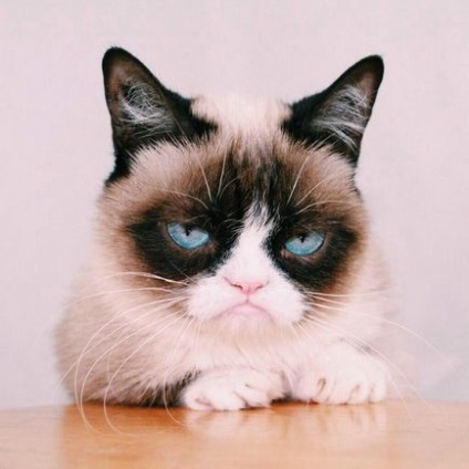 Знайомтеся тарда, або grumpy cat