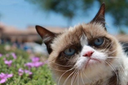 Знайомтеся тарда, або grumpy cat