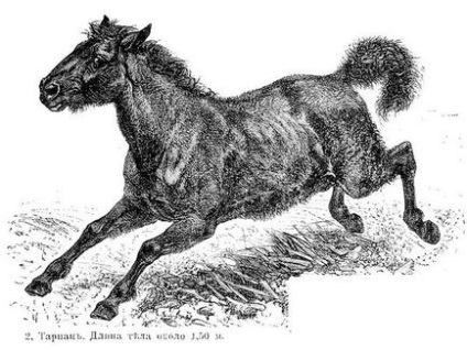 Descrierea zoologică - cai, mituri, creaturi mitice, plante medicinale