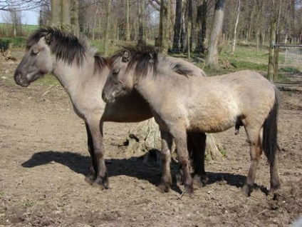 Descrierea zoologică - cai, mituri, creaturi mitice, plante medicinale