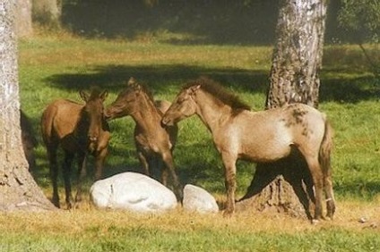 Descrierea zoologică - cai, mituri, creaturi mitice, plante medicinale