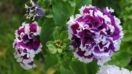 10 Найкрасивіших видів петуній для вашого саду