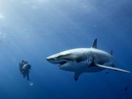 10 Fapte surprinzătoare despre rechini, fapte interesante