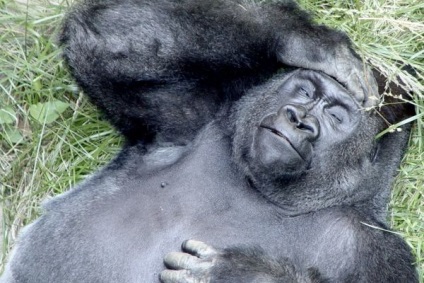 10 Furcsaságok Amazing jellegű (Gorilla gorilla gorilla) 10 Amazing furcsaságok természet