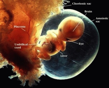 10 Imagini minunate despre modul în care copilul se dezvoltă în uter