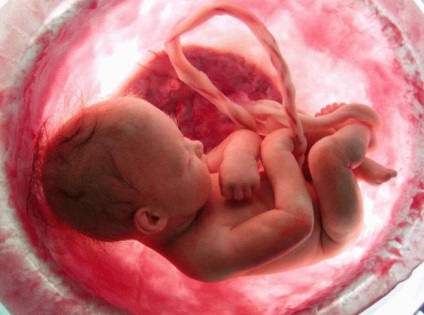 10 a remek képet, hogy a baba fejlődik a méhben