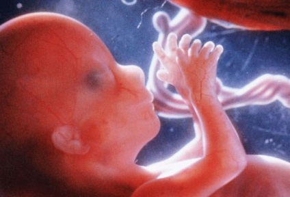 10 Запаморочливих фото про те, як дитина розвивається в утробі матері