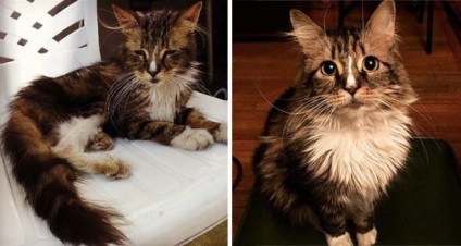 15 Неймовірних історій порятунку покинутих кішок на фотографіях - до- та-після