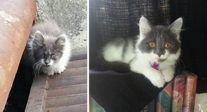 15. Mesés elhagyott macskák üdvtörténet fotókon - egy up-and-után