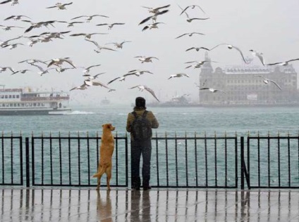 20 Fotografiile devotiunii câinilor, câinii mei