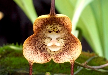 30 Найкрасивіших фотографій орхідей, садиба