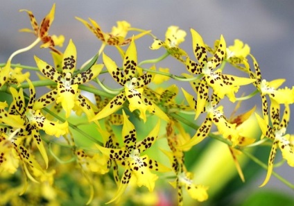 30 Найкрасивіших фотографій орхідей, садиба