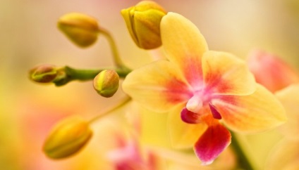 30 Cele mai frumoase fotografii ale orhideelor, gospodăria