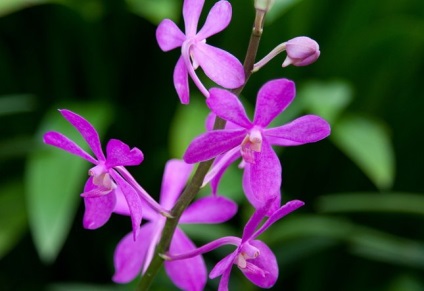 30. A legszebb képek az orchideák, kastély