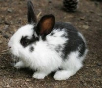 5 Питань про кроликів