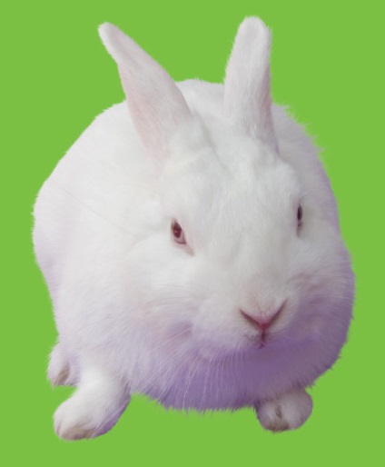 6. Gyakorlatok letölteni tárgyaknak a háttérből - az alapokat photoshop (törlésére) 6. Gyakorlatok letölteni tárgyaknak a háttérből - Photoshop alapok: