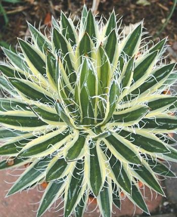 Agave - cum să îngrijească, să crească și să se înmulțească, prieten verde