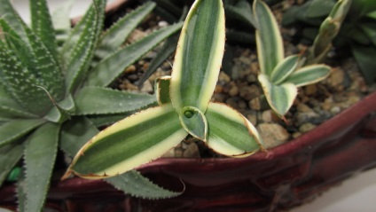 Agave - cum să îngrijească, să crească și să se înmulțească, prieten verde