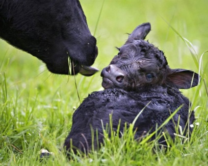 Агробеларусь - харчування тільності корови і розвиток зародка