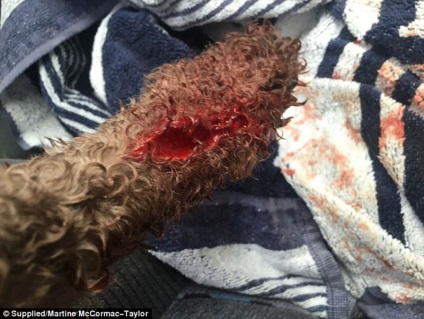 Rechinul a atacat câinele - povestea unui marinar de rasă pură