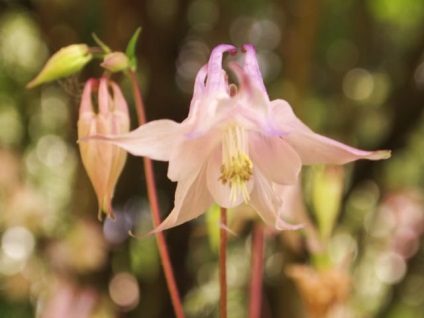 Aquilegia ültetés, termesztés és karbantartása hibrid virágok fotó