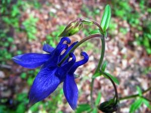 Aquilegia ültetés, termesztés és karbantartása hibrid virágok fotó