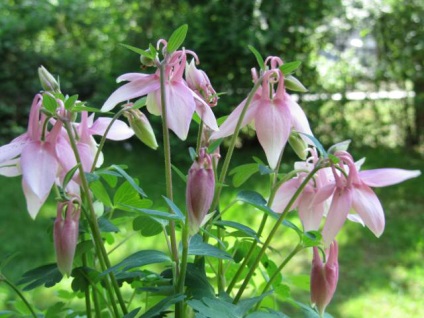 Aquilegia ültetés, termesztés és karbantartása hibrid virágok fotó