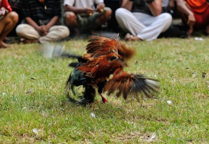 Alcoolul în Thailanda