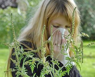 Алергія на рослини і різні види трав і дерев