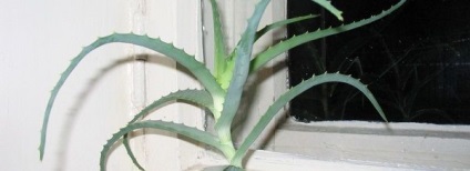 Aloe vera