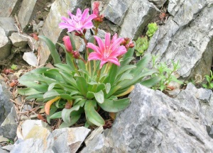 Альпінарій, квіти на скелях