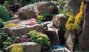 Rock градина, цветя на скалите
