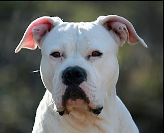 Bulldog american - caracteristici ale rasei, întreținere, îngrijire - probleme interne