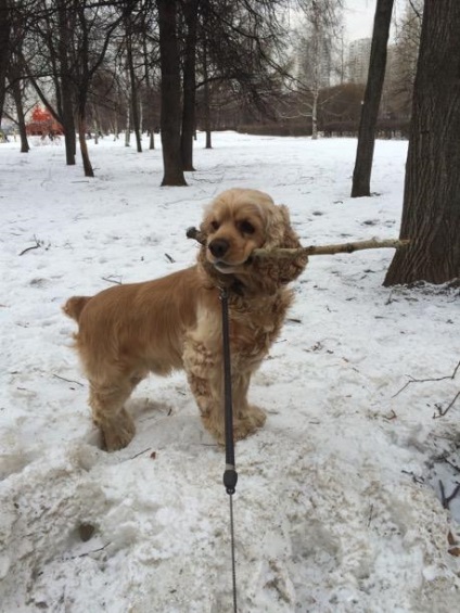 American cocker spaniel gosha, mascul pentru împerechere, Moscova