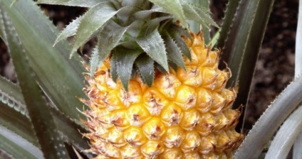 Ananas (proaspete, conservate) proprietăți utile și rău
