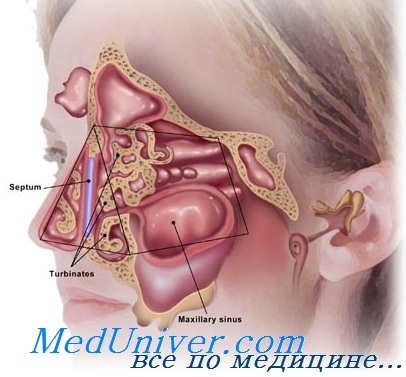 Анатомія внутрішнього носа
