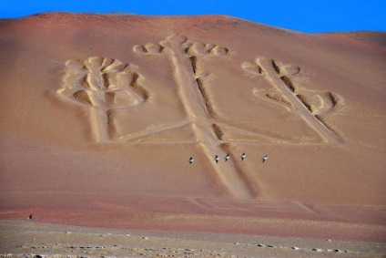 Andean candelabra descriere și fotografie