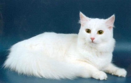 Descrierea rasei de pisica Angora cu poza