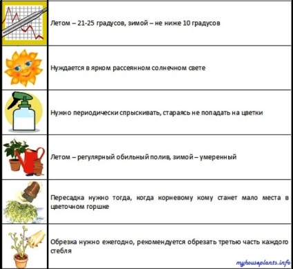 Аристолохія прибережна - мої кімнатні рослини