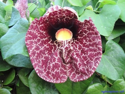 Aristolochia Coastal - plantele mele de interior