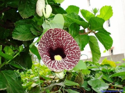 Aristolochia Coastal - plantele mele de interior